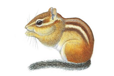Eastern Chipmunk (Tamias striatus) ORDER: Rodentia FAMILY: Sciuridae Eastern chipmunks are found in forests, but also in suburban gardens and city parks, as long as there are rocks, stumps, or fallen