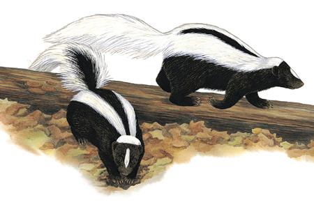 Striped Skunk (Mephitis mephitis) ORDER: Carnivora FAMILY: Mephitidae The Striped Skunk is the most common skunk in North America, yet most of what we know about it comes from studies of captive