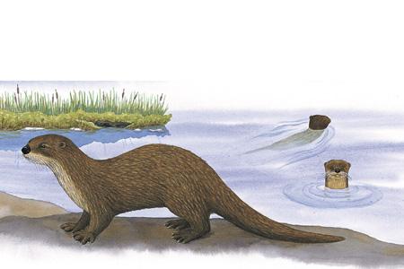 Northern River Otter (Lontra canadensis (Lutra canadensis)) ORDER: Carnivora FAMILY: Mustelidae River Otters can be thought of - and in a very real sense are - semi-aquatic weasels.