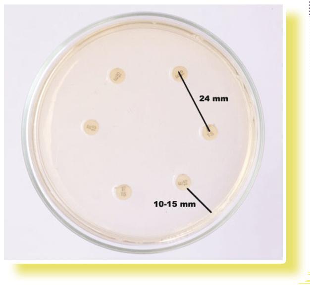 CONTROL PLATE 3 Position disks such that the minimum center - center distance is 24 mm and no closer than 10 to 15 mm from the edge of the petri dish.