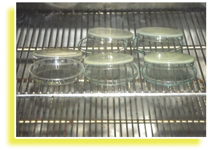 weeks. 6 Prior to use, dry plates at 30-37 C in an incubator, with lids partly ajar, for not more than 30 minutes or until excess surface moisture has evaporated.