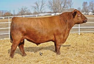 G3 CATTLE COMPANY These home raised red white face heifers were all diagnosed via ultrasound as carrying an AI pregnancy to the Red Angus bull LSF Conqueror 0026X.