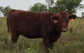 201 ANGUS BASED WITH SIMMENTAL INFLUENCE These five heifers were bred to either AI sire Coleman 6013 1/26/2018 AI Charlo or NS sire KT Connealy 6016 1/26/2018 AI Irish 581 and are due to start