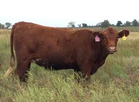 6336 4/25/2018 NS 6339 4/30/2018 NS These One-Iron Red Angus influenced heifers came from Lacrosse, Kansas, and are out of Pelton Red Angus/Simmental Genetics.
