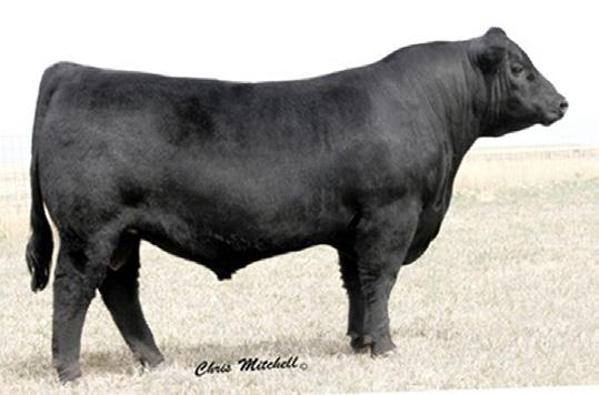 Heifers carrying an AI pregnancy were bred to SP The Answer 813. All other heifers were pasture bred to Angus bull FCC Tour Duty 509.