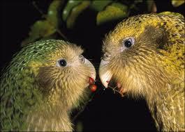 Why did the kakapo almost become extinct? When Maori people arrived in New Zealand about 1000 years ago, the kakapo was an easily hunted because it was asleep during the day.