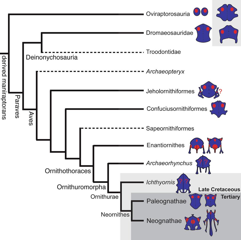 Fig. 1 Simplified cladogram of derived maniraptoran relationships depicting relative sternal ossification patterns, which indicate there are no shared sternal features at the base of the avian clade.