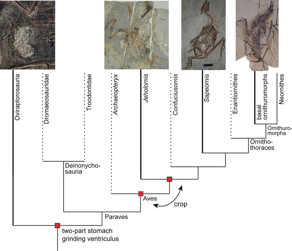Fig. 2 Relationships between specimens preserving evidence of the morphology of the alimentary canal: Caudipteryx (Oviraptorosauria) IVPP V12430 preserves gizzard stones; Jeholornis (Aves) IVPP