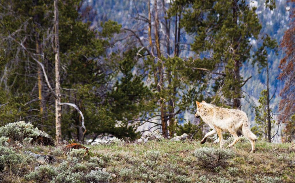 Wolves Places for A Blueprint for Continued Wolf Restoration And Recovery in the Lower 48 States Lamar Valley, Yellowstone National Park Mike Cavaroc/Free Roaming Photography Wolf conservation is at