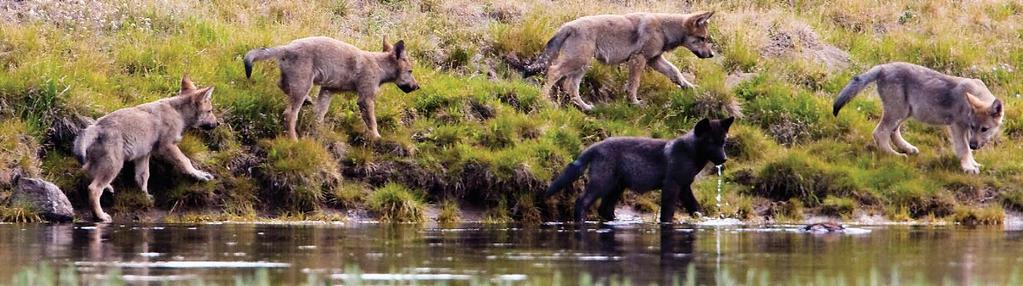 Our Wolf Action Plan To realize our vision for wolves, we must 1) protect existing populations at healthy, sustainable levels; 2) restore wolves to their ecological roles across unoccupied and
