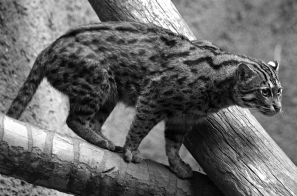 Sentence by Sentence The Fishing Cat The fishing cat is a small wild cat that lives and hunts in the swamps of Southeast Asia.