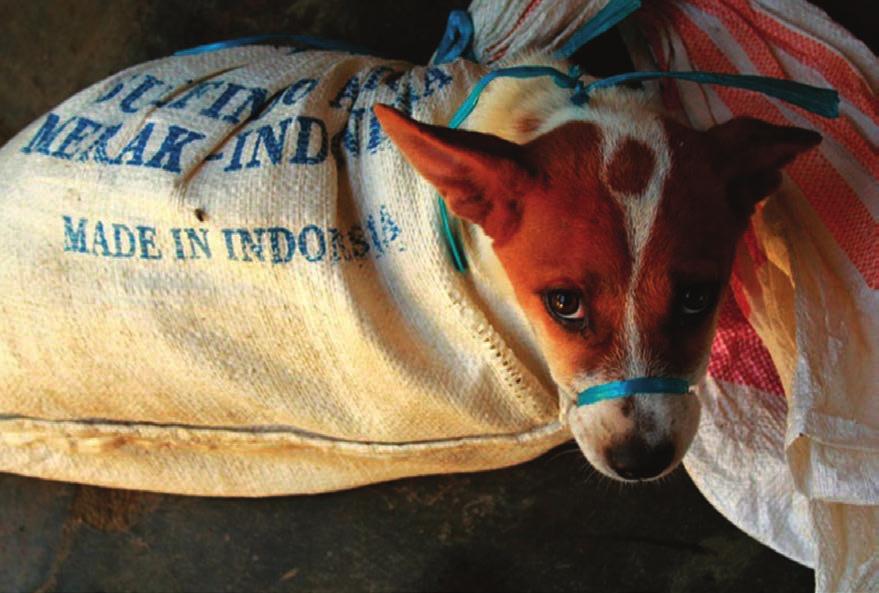 The Dog Meat Trade in Indonesia: A Cruel and Dangerous Trade Every year, millions of dogs are captured and stolen to be transported throughout Indonesia to supply the demand for dog meat.