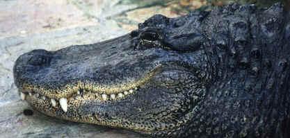 ORDER CROCODYLIA Crocodiles and Alligators Carnivorous (wait for prey to come near & then aggressively attack) Eyes