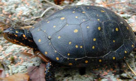 All turtle species lay eggs on land Body covered with shell composed of hard