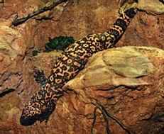 ORDER SQUAMATA Lizards and Snakes SUBORDER LACERTILA OR SAURIA Lizards Lizards: Includes iguanas, geckos, skinks, chameleons, etc.