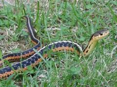 and by chemical scents using forked tongue May inject venom or poison Hemotoxin (pit vipers) or neurotoxin (coral snakes)
