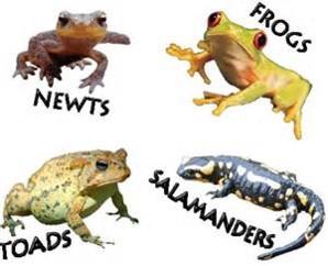 CLASS AMPHIBIA - Amphibians Up to four limbs without claws on digits (toes) Terrestrial adults have lungs instead of gills Both internal & external nares (nostrils) Three chambered heart (two atria