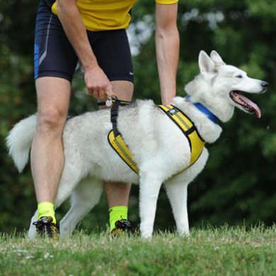 Cani-Cross Badge Description, Training and Video Submission Information Cani-cross is a dry-land mushing sport that involves a team consisting of a runner being towed by one or more dogs on a cross