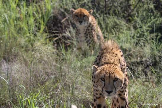 Cheetah Conservation Fund Solve a Mystery Use your detective skills to solve the following mystery.