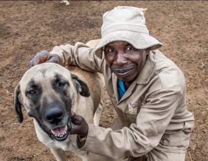 CCF Human-Wildlife Conflict Management Programs: Livestock Guarding Dog Program: CCF s renowned Livestock Guarding Dog Programme has been very effective at reducing predation and thereby reducing the