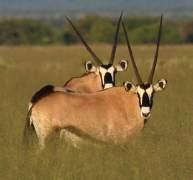 larger antelope like oryx, red hartebeest and kudu. A B C D E 1. Oryx 2. Kudu 3. Duiker 4. Steenbok 5.