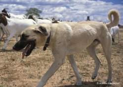 Cheetah Conservation Fund Lesson 3 - Dogs Farmers & Cheetahs - Can They