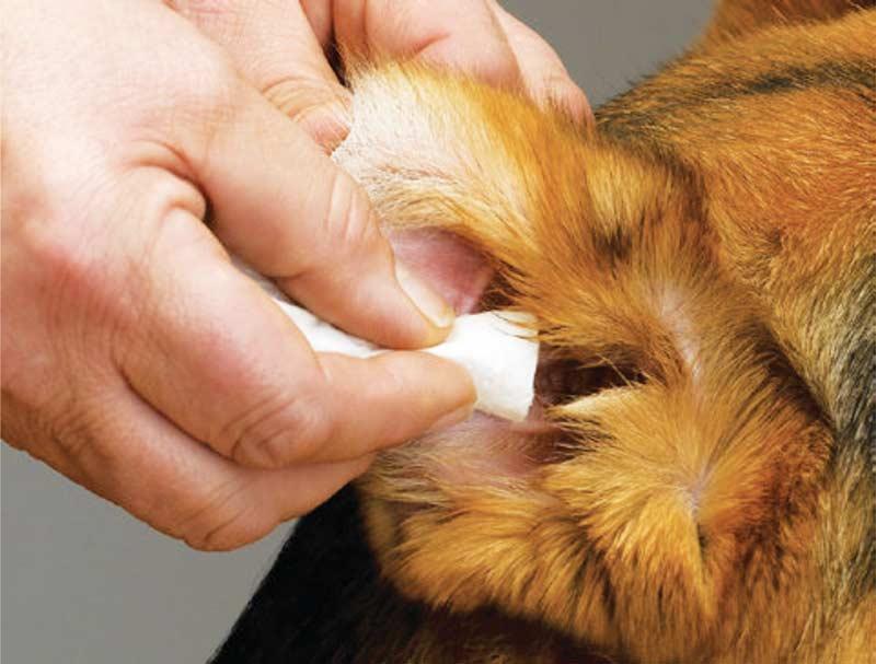 Side effects from ear cleaning are uncommon, but Horner s syndrome or deafness can occasionally occur (more likely in cats than dogs) and owners should be warned of these possibilities.