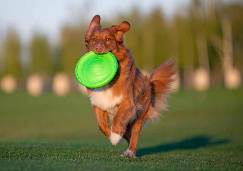 FLYBER the first double-sided flying disk for dogs and their owners!