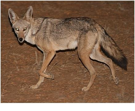 6 Jackal (Canis aureus) 3. Reptiles Most reptiles live more than other animals in a dried environment. Their bodies are covered with corneas or corneal plates to resist drought.