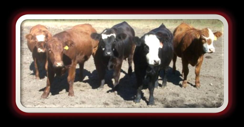 Performance of spayed, implanted heifers would be similar to intact, implanted heifers