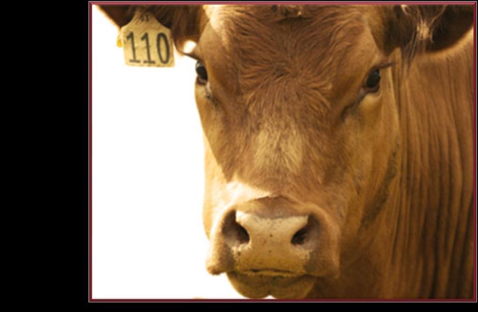 30% feedlot cattle are heifers Criticisms of feeding heifers exist Don t let them deter