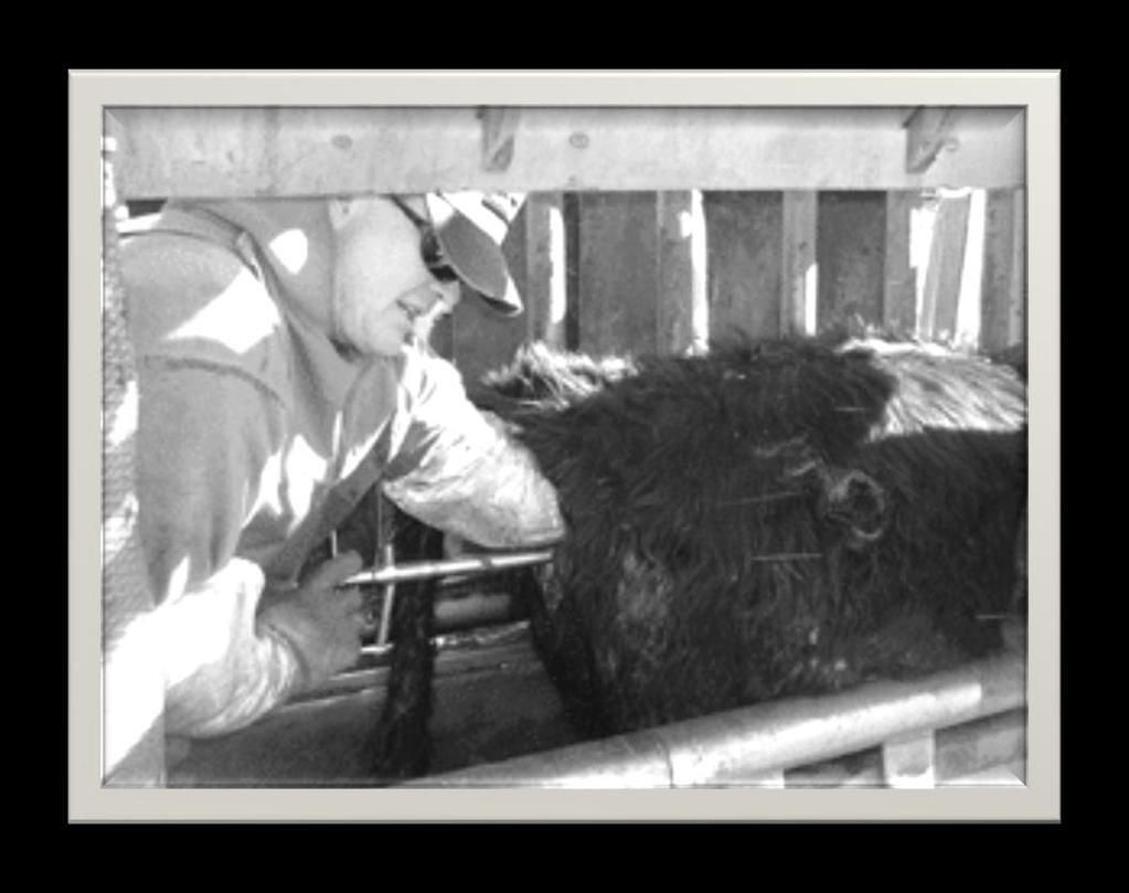 Heifer spaying Surgical removal