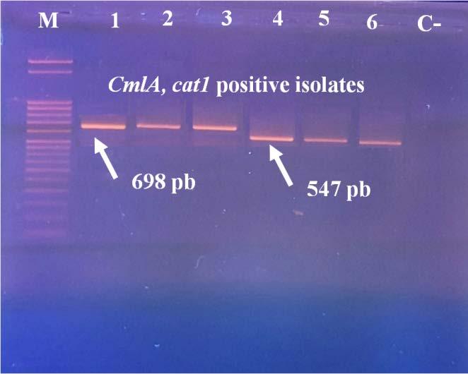 American Journal of Microbiological Research 128 Figure 7. Electrophoretic profile of the amplification product of tetracycline resistance gene (cmla, cat1) 4. Discussion In this study, 70.2% of E.
