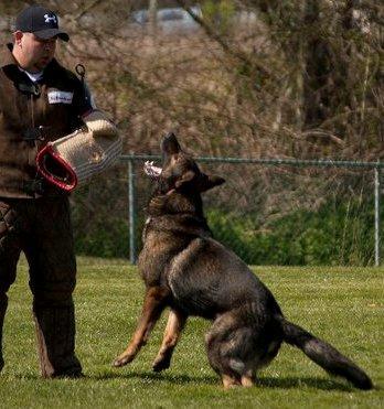 PROTECTION The Guarding Phase The guarding phase is the single most controversial aspect of the sport of schutzhund and police work for that matter.