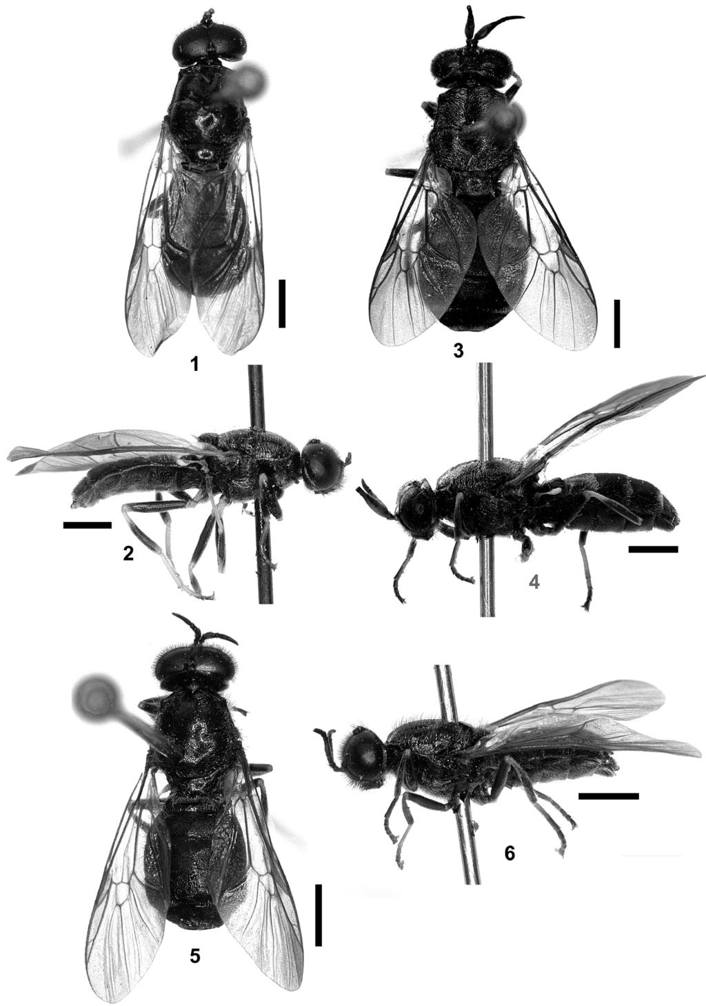 Üstüner: New Species of Stratiomyidae from Turkey 339 Figs. 1-6: 1-4: Adoxomyia begreliensis sp. nov.