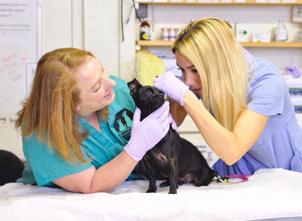 4,998 Exams, Vaccinations, & Surgeries Berkeley Humane s Veterinary Hospital served over a thousand shelter animals in 2016, as well as began offering spay/neuter surgeries to the public through the