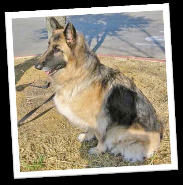 com is a website that gives money to your charity or school of choice when you shop online. All you have to do is choose Austin German Shepherd Rescue, and they will donate money while you shop!