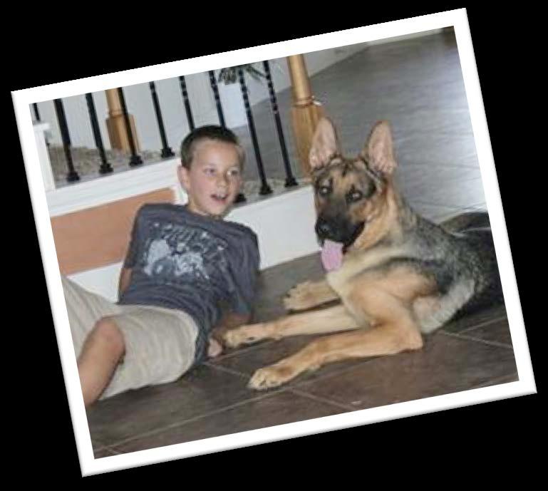 Happy Tails Axl s Story My name is Axl and I m a 1 ½ year old German Shepherd.