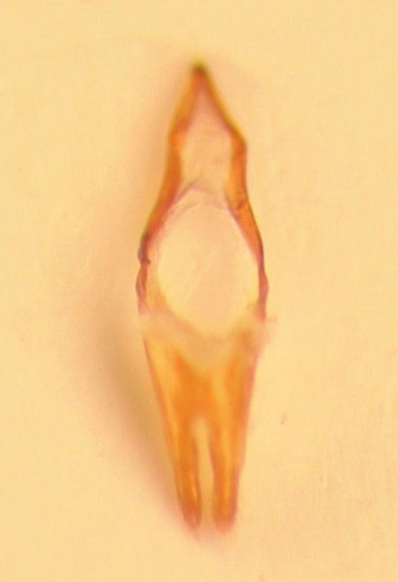 Habitus. 1: Trichoferus ivoi sp. n., holotype; 2: T. ivoi sp. n., paratype; 3: Clytus buglanicus sp.