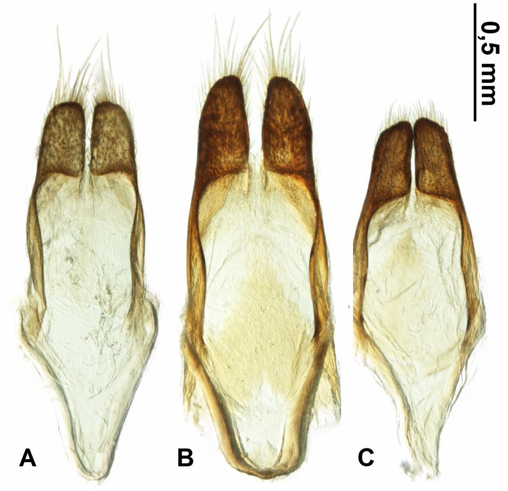 FIGURE 4. Lateral lobes, ventral view: A Phytoecia hirsutula B P. kruszelnickii sp. nov.