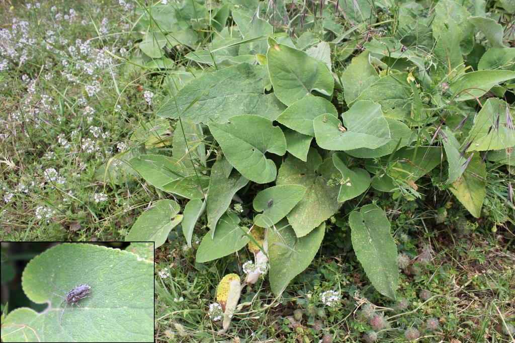 develops in different plants, e.g. in Central Europe larvae mainly feed on Stachys recta. The species was also recorded on other plants of the Lamiaceae family, e.g. Eremostachys spp., Phlomis spp.