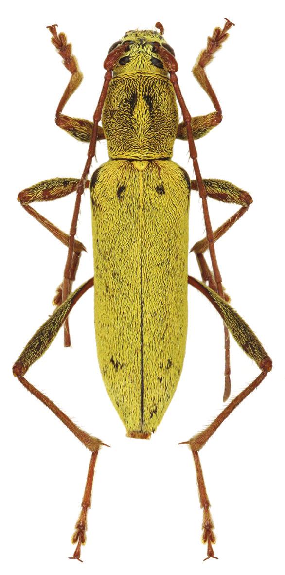 Fig. 2: Rhaphuma boreolaosica sp. nov.: female paratype. Scutellum black, widely triangular, with long and recumbent yellow pubescence. Elytra 7.13 mm long and 2.59 mm wide (2.