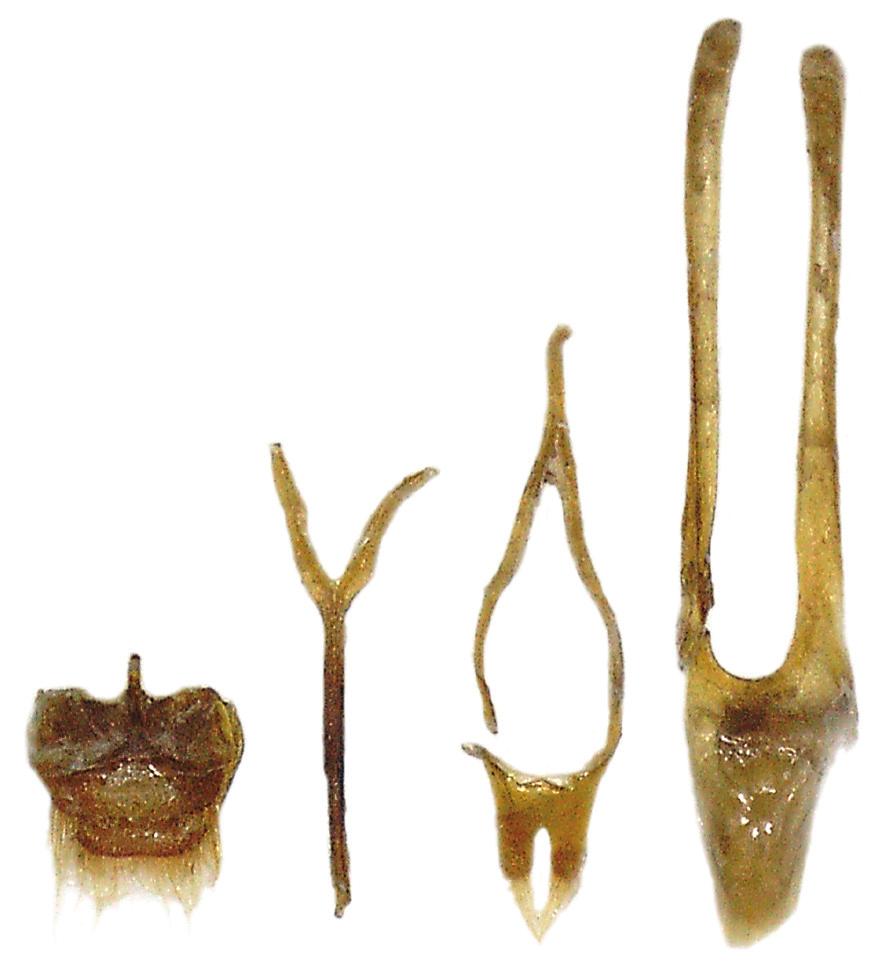(CPV); Paratypes: (1 ): same data as holotype (CRH); (1 ): 'N Vietnam; 21,27N 105,39E' / '70km NW Hanoi, Tam Dao' / '1.-8.6.1996; 900-1200m' / 'Pacholátko & Dembický leg.