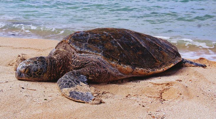 The hawksbill is at home around the reef, but this is not its only home. This sea turtle is born on the sandy beach where females bury their eggs. After they hatch, they head for the water.