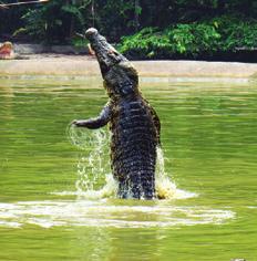 GRADE 3 The Cuban crocodile prefers freshwater wetlands, which are farther inland than the salty wetlands near the ocean. You might spot this crocodile hunting for food.