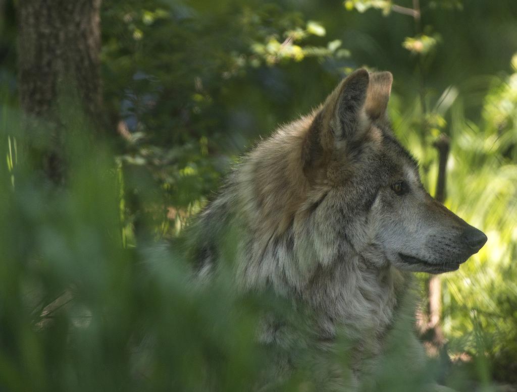 In general, the methods seem to have good results for both the ranchers and the wolves: The wolf population in Oregon has climbed from fewer than 20 in 2009 to 110 in 2015, and the total number of