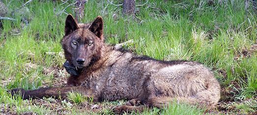 OR-25, a loner wolf who broke from his pack in the Wallowa mountains, has been terrorizing the Yamsi Ranch since November 2015 when he first appeared in Klamath falls.