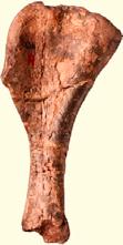 Saturnalia [75], indicative of rapid growth; (D) pneumatic foramen for air sac diverticuli (arrow) in a vertebra of the theropod Majungasaurus [76]; (E) Silesaurus reconstructed in bipedal stance