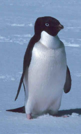 Adelie Penguins Adelie penguins are the smallest of the Antarctic penguins.