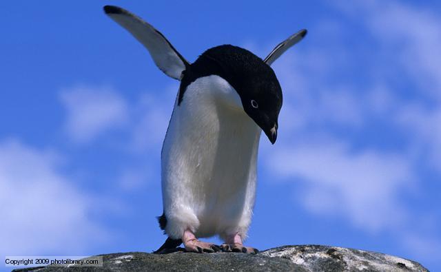 Adelie penguins were named after the wife of a French explorer in the 1830s. They are about 2 feet tall and weigh 8 or 9 pounds. Their diet is mainly fish.